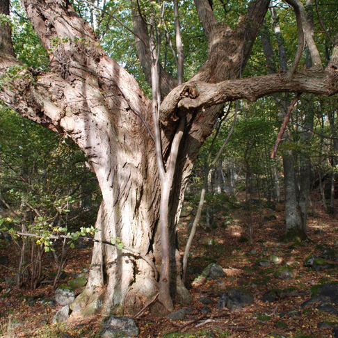 Ung stder den ldre Ung stder den ldre