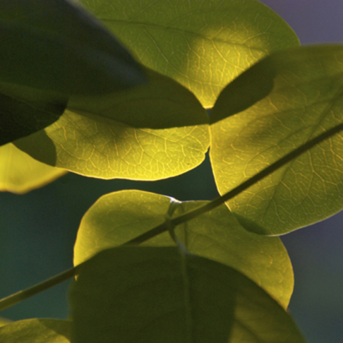 Spring leaves