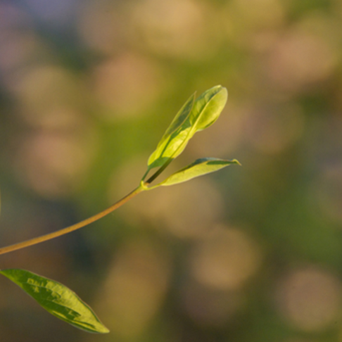 Bokeh in the spring