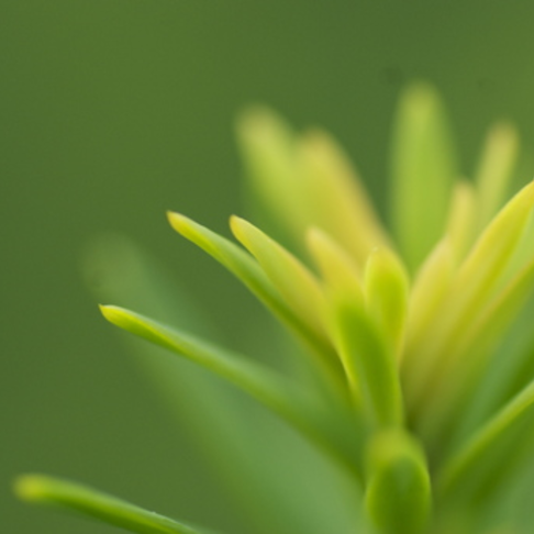 Closeup of a plant