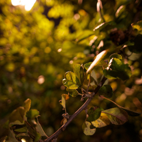 Leaves in the night