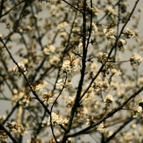 Spring feelings Spring feelings