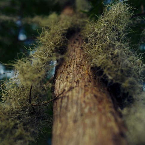 Barking up the wrong tree Barking up the wrong tree