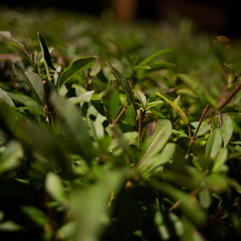 Lite buskage Lite buskage