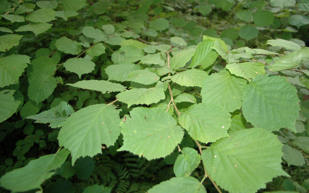 Foliage